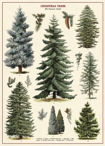 tree chart